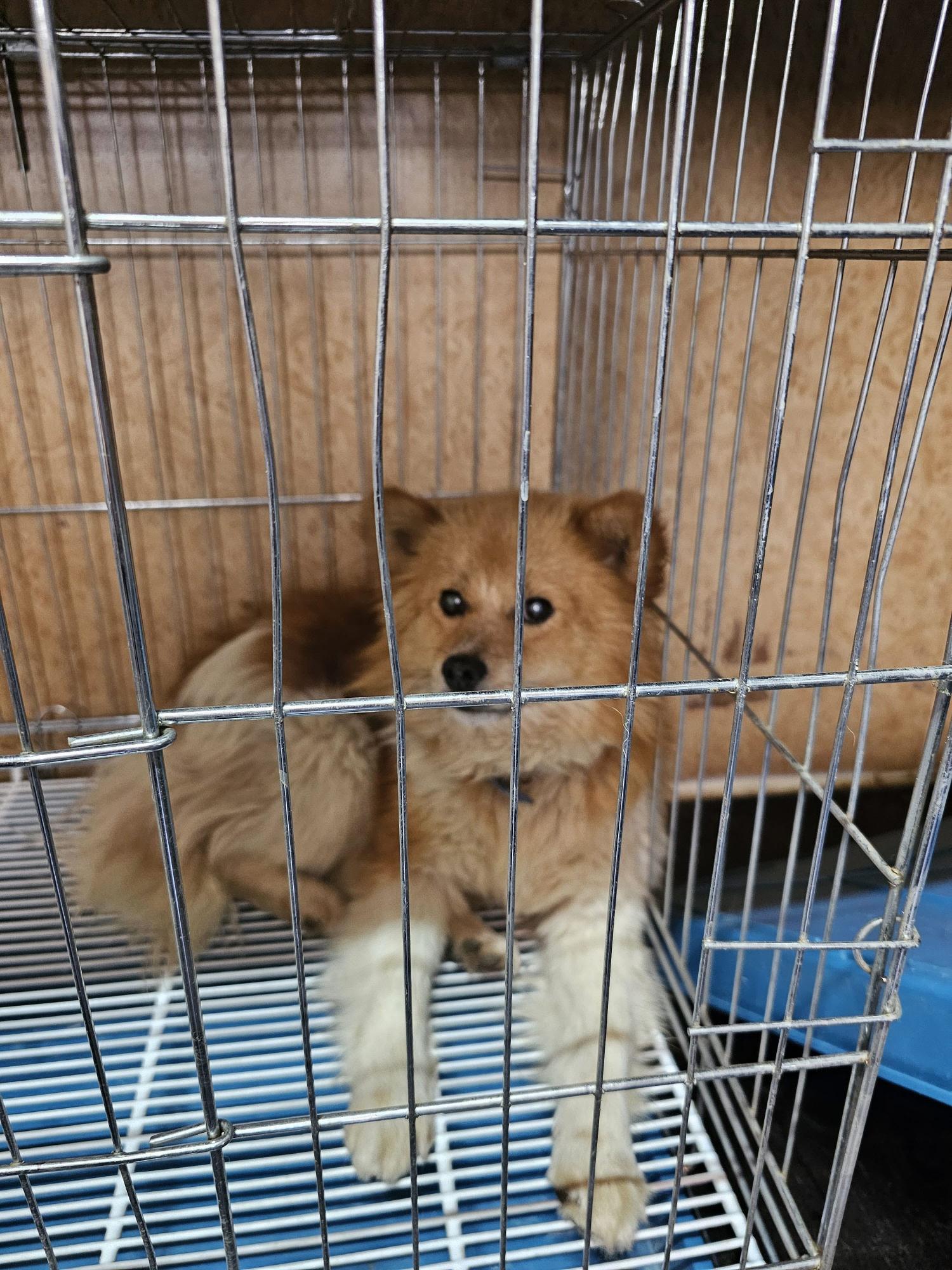 믹스견 이미지 파일 입니다.